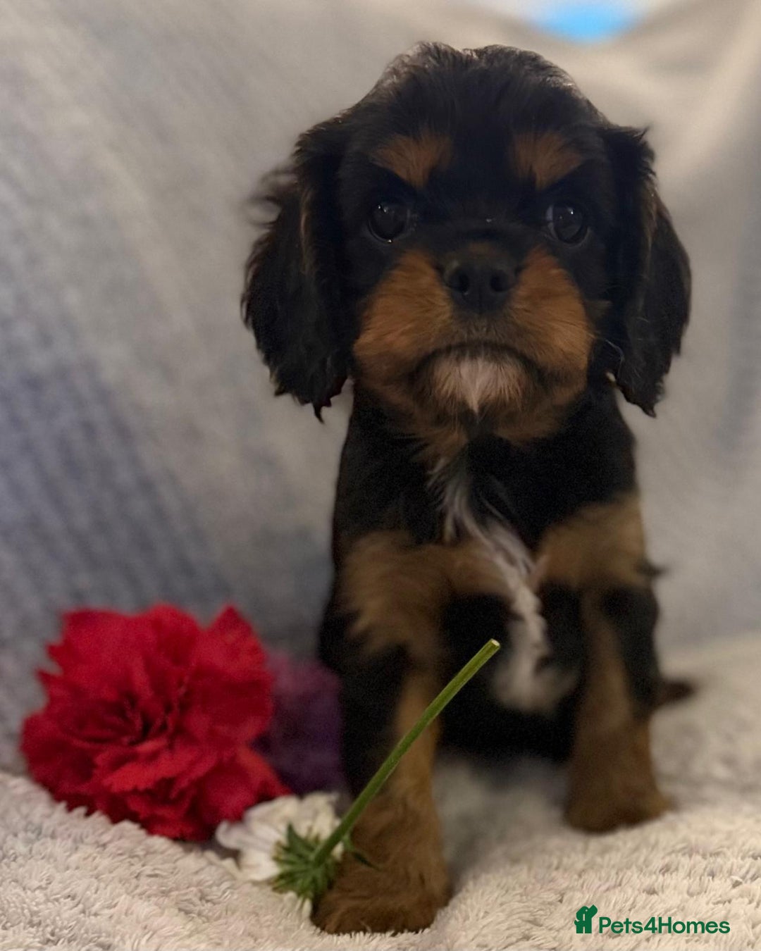 Cavalier King Charles Spaniel dogs for sale: KC REG, HEART, EYE AND DNA TESTED PARENTS - Image 19