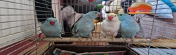 Parrots birds for sale: Indian ringnecks for sale  - Advert 7