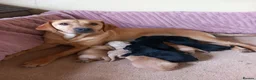 Labrador Retriever dogs for sale: Stunning KC Registered puppies in Exeter - Advert 1