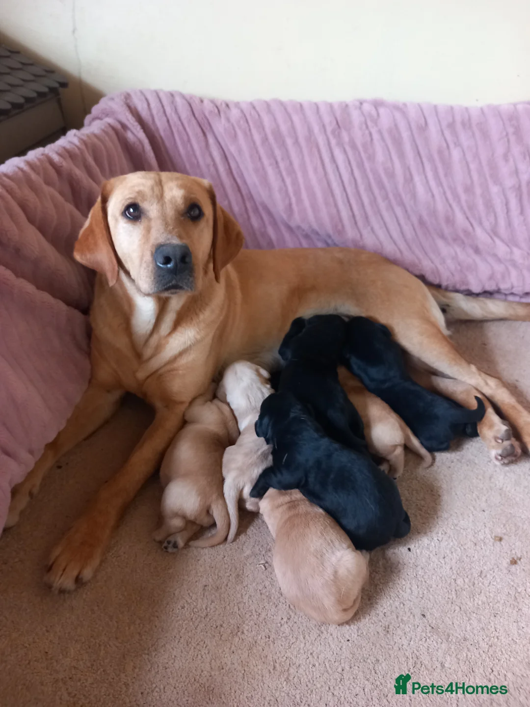 Labrador Retriever dogs for sale: Stunning KC Registered puppies in Exeter - Advert 1
