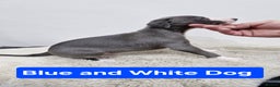 Whippet dogs for sale: KC Reg Whippet Puppies for sale  - Advert 12