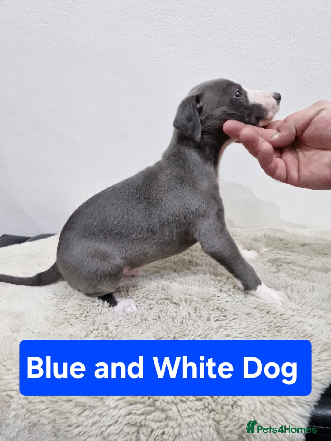 Whippet dogs for sale: KC Reg Whippet Puppies for sale  - Advert 12