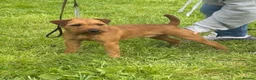 Mixed Breed dogs for sale: Male Lakeland  - Advert 4