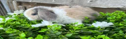 Mini Lop rabbits for sale: Gorgeous Mini lops  - Advert 10