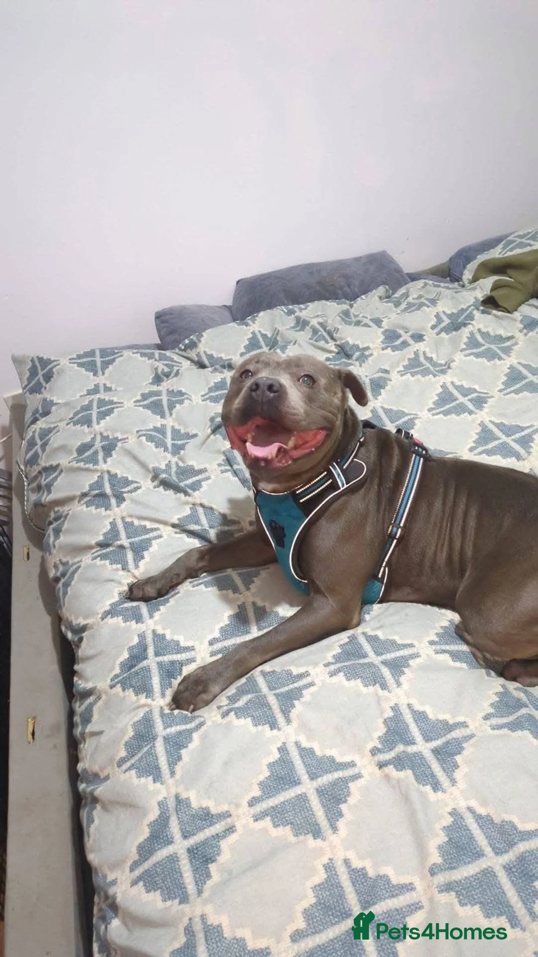 Staffordshire Bull Terrier dogs for sale: Male staff - Advert 4