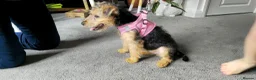 Lakeland Terrier dogs for sale: 5th puppy  - Advert 4