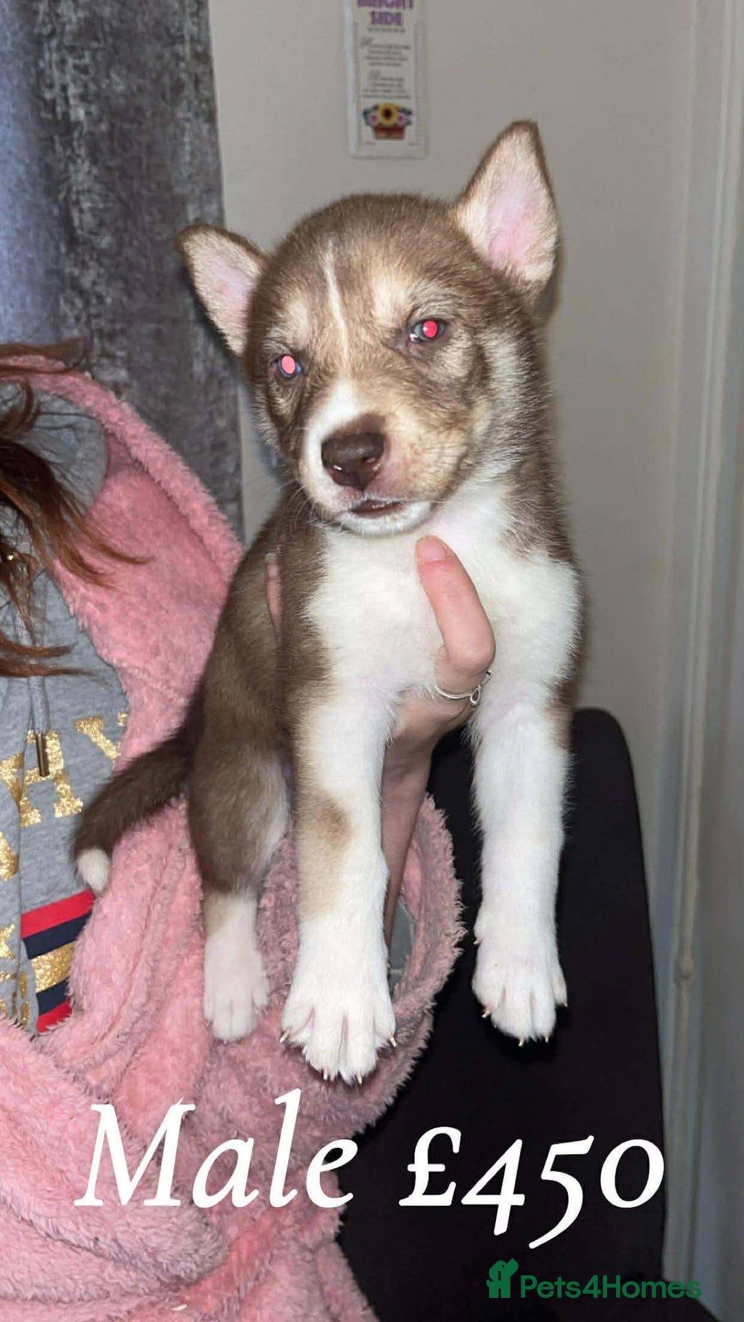 Mixed Breed dogs for sale: 4 males 1 female german sheperd x husky - Advert 8