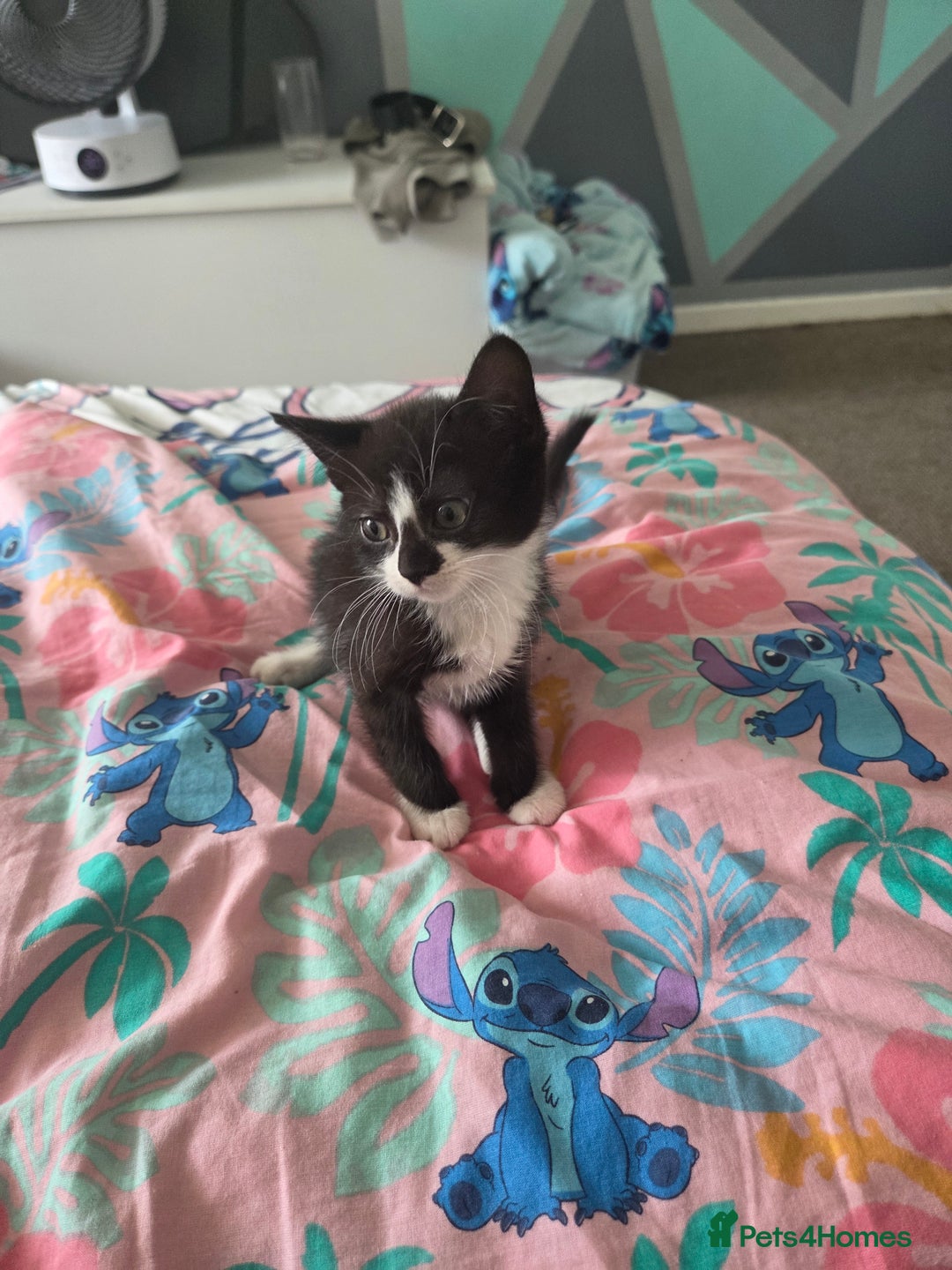 Mixed Breed cats for sale: 1 playful kitten  - Image 4