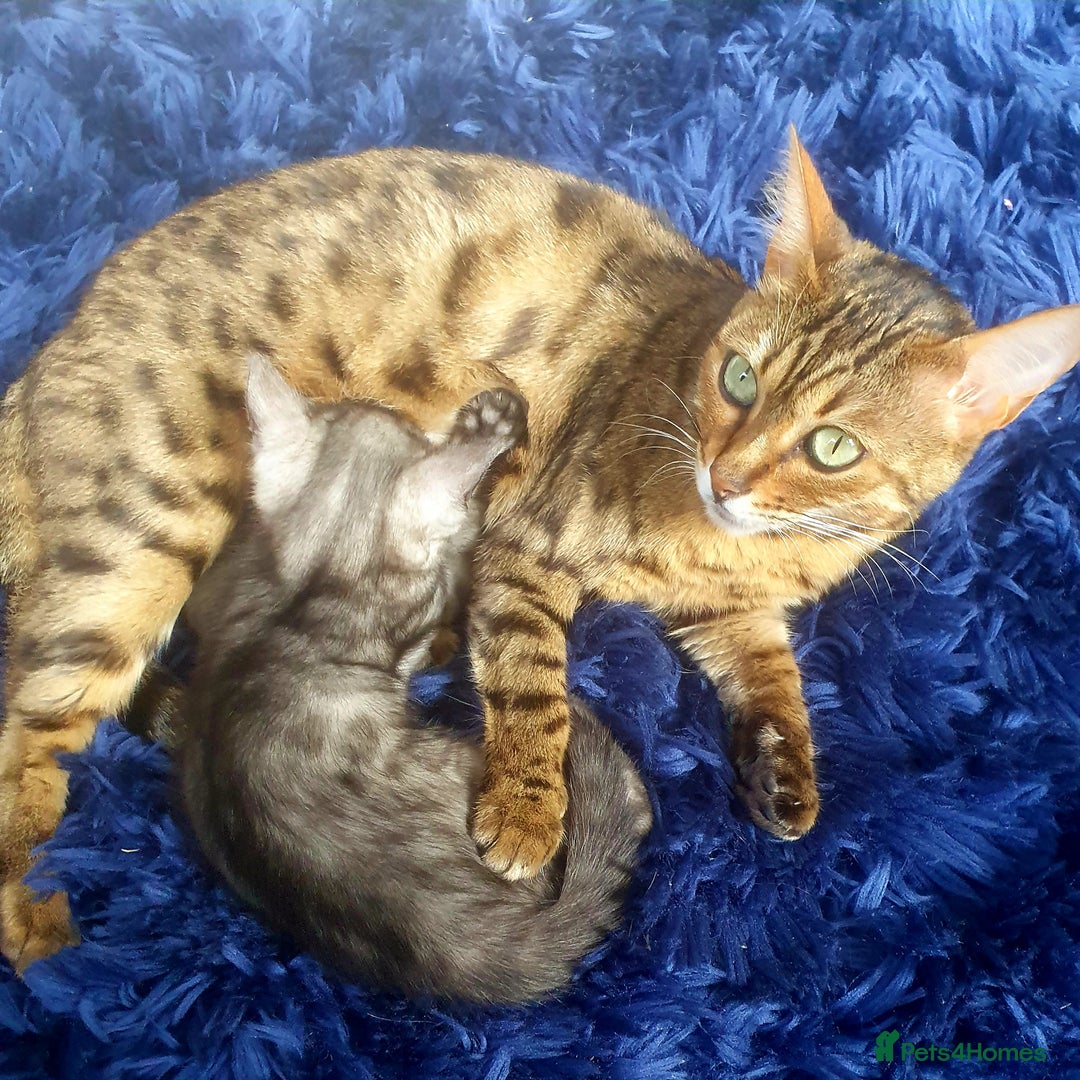 Bengal cats for sale: Silver bengal kitten  - Image 8