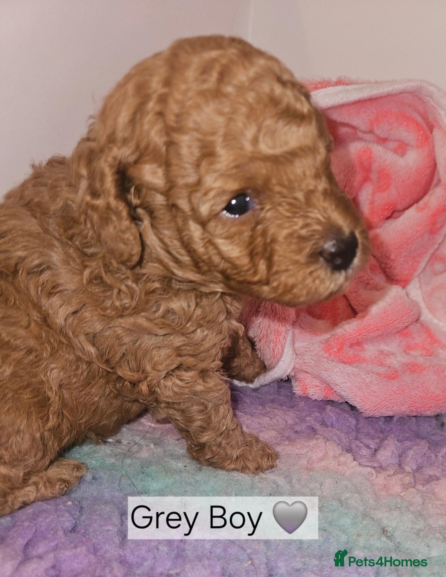 Toy Poodle dogs Licensed breeder, kc fox red toy poodles - Advert 2