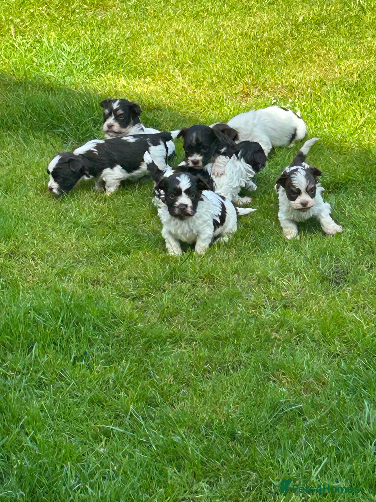 Havanese dogs Exceptional KC Reg Havanese Puppies – 5⭐ Pedigree, - Advert 2