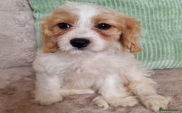 Cavapoo dogs for sale: Beautiful Blenheim cavapoo puppies - Image 6