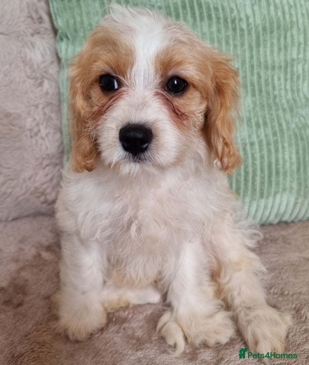 Cavapoo dogs for sale: Beautiful Blenheim cavapoo puppies - Image 6