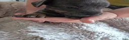 Mixed Breed dogs for sale: 5 beautiful French bull weiner puppies for sale - Advert 4