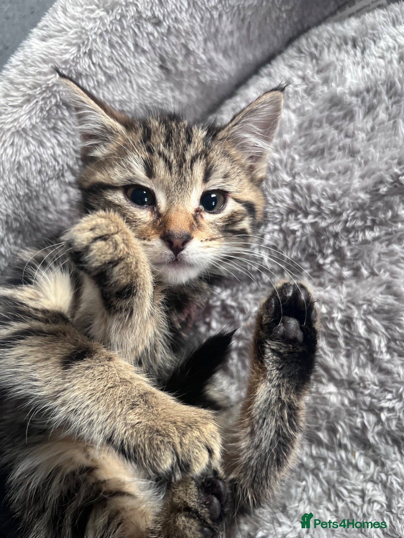 Mixed Breed cats Stunning 12 week Old Bengal Mix Kittens - Advert 4