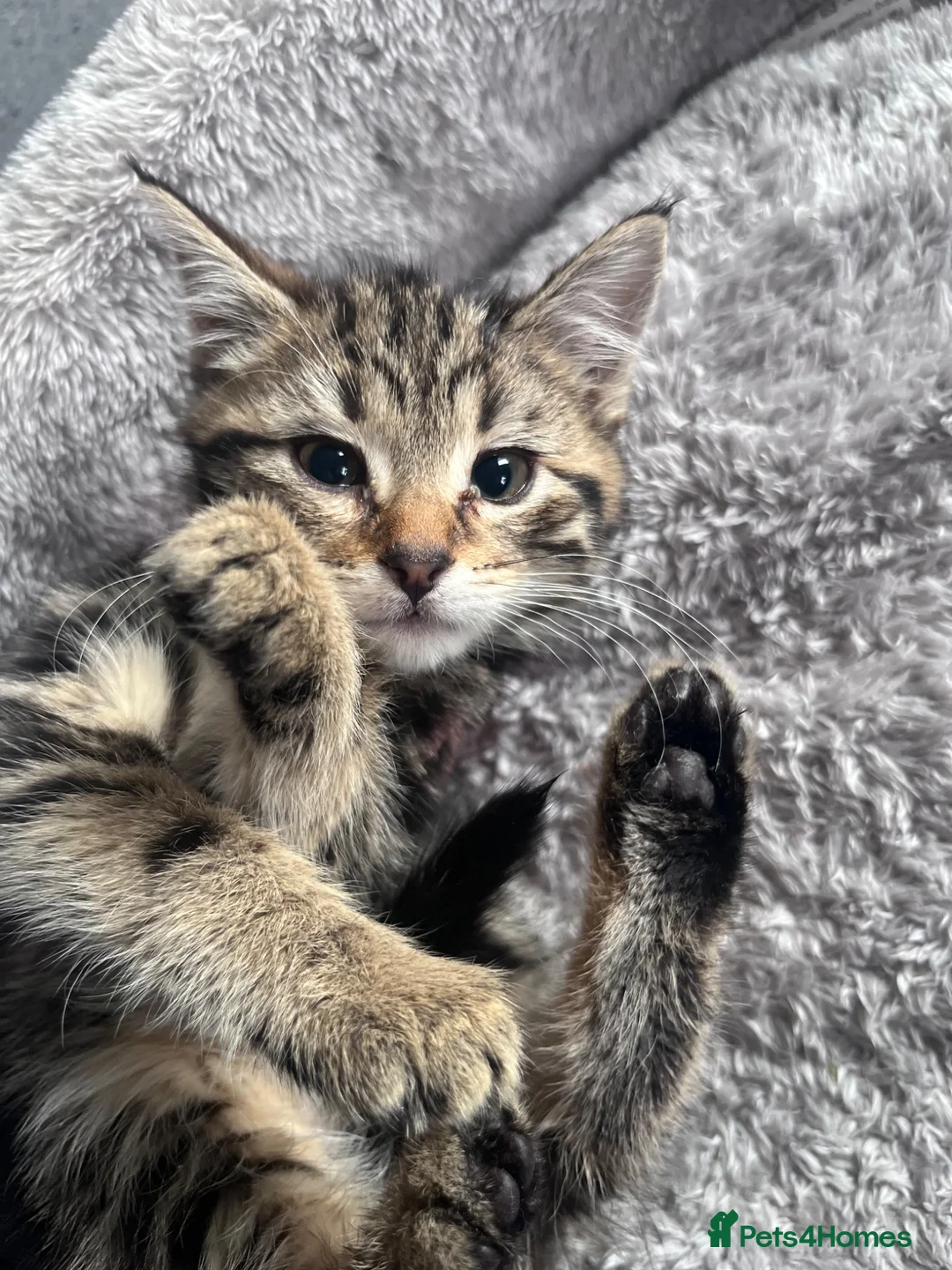 Mixed Breed cats for sale: Stunning 12 week Old Bengal Mix Kittens - Advert 1