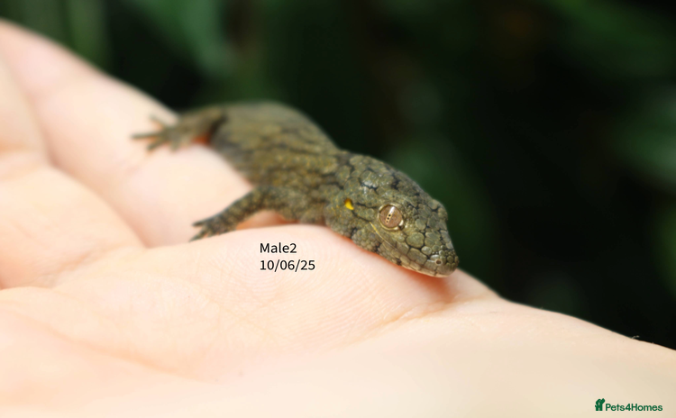Gecko reptiles - Advert 13
