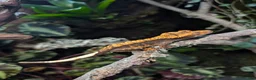 Gecko reptiles for sale: Harlequin tiger crested gecko babies  - Advert 1