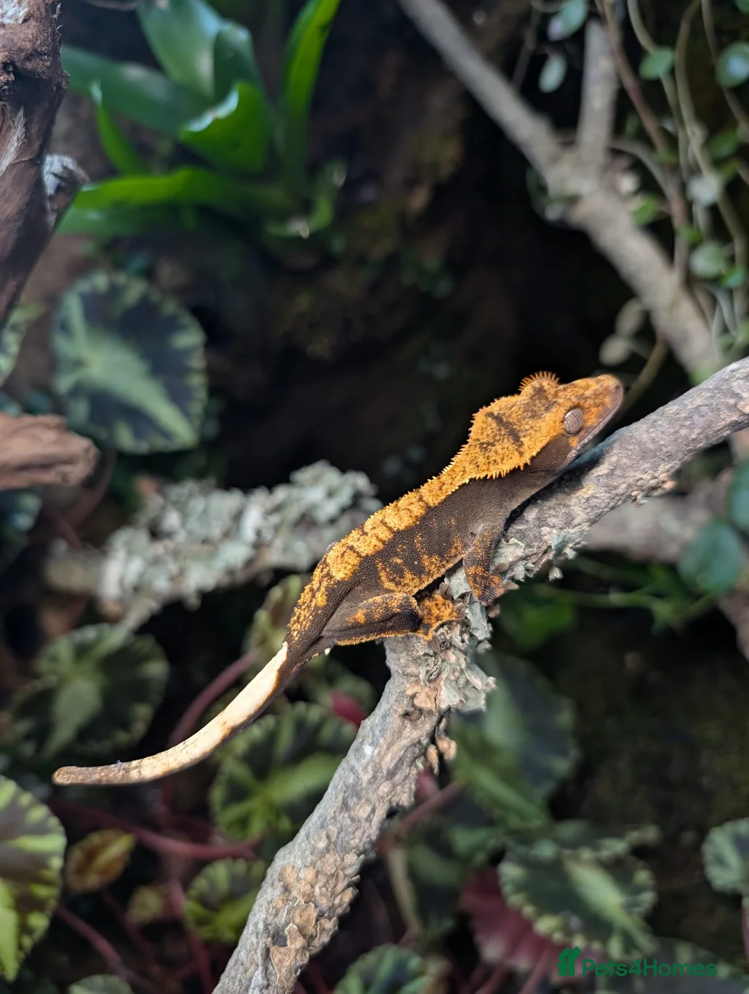 Gecko reptiles for sale: Harlequin tiger crested gecko babies  - Advert 1
