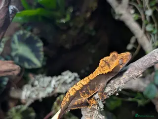 Gecko reptiles Harlequin tiger crested gecko babies - Advert 4