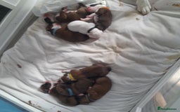Boxer dogs for sale: Beautiful/Stunning Pedigree Boxer Puppies  - Image 19