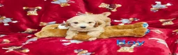 Cockapoo dogs for sale: ⚜️Pure Quality Cockapoos ⚜️ - Advert 3