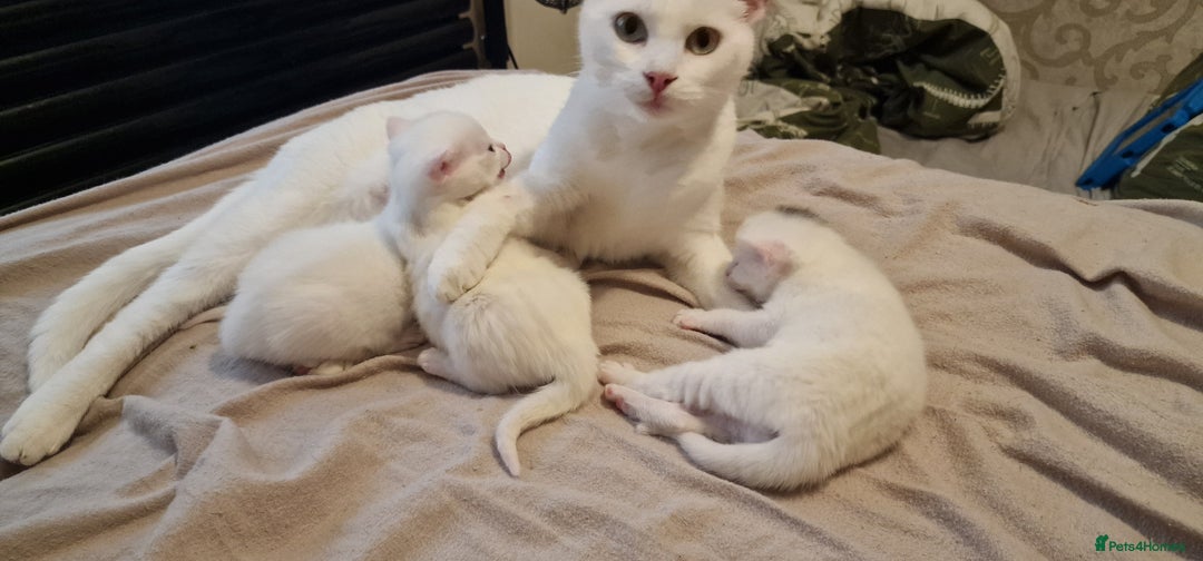 Mixed Breed cats for sale: Adorable white kittens  - Image 8