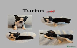Boston Terrier dogs for sale: Beautiful Boston Terrier Puppies  - Image 5