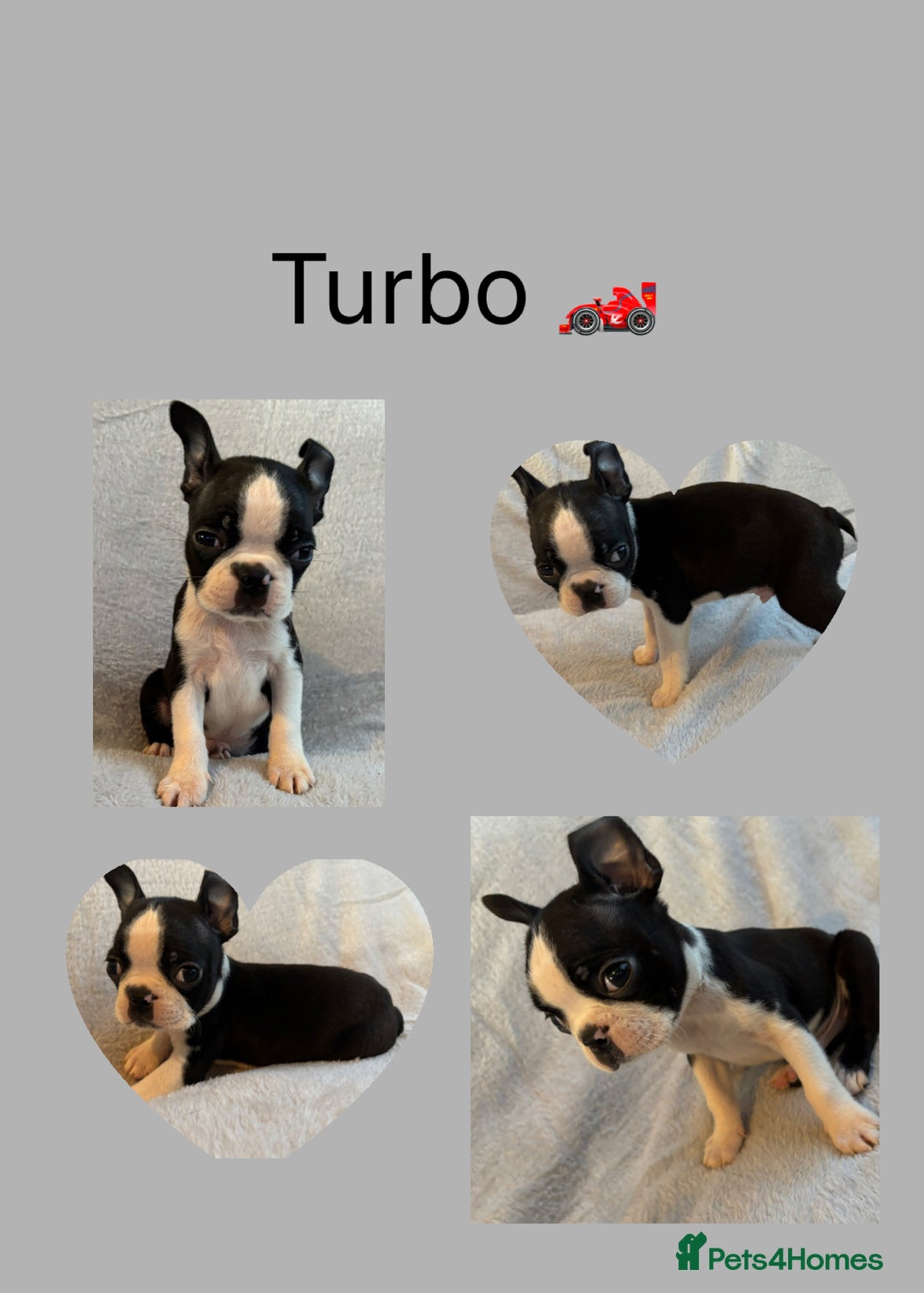 Boston Terrier dogs for sale: Beautiful Boston Terrier Puppies  - Image 5
