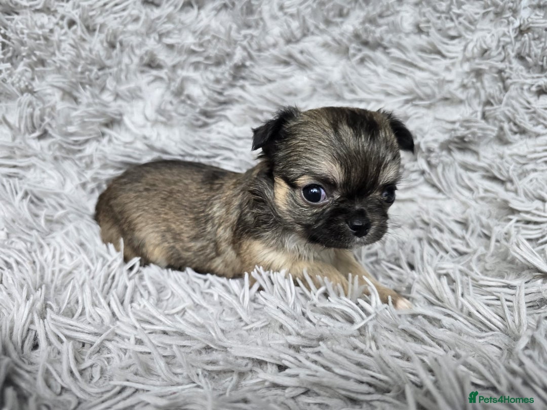 Chihuahua dogs for sale: Beautiful fluffy long haired chihuahuas - Image 4