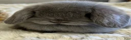 Mini Lop rabbits for sale: Stunning Lilac split/Lilac self mini lops  - Advert 5