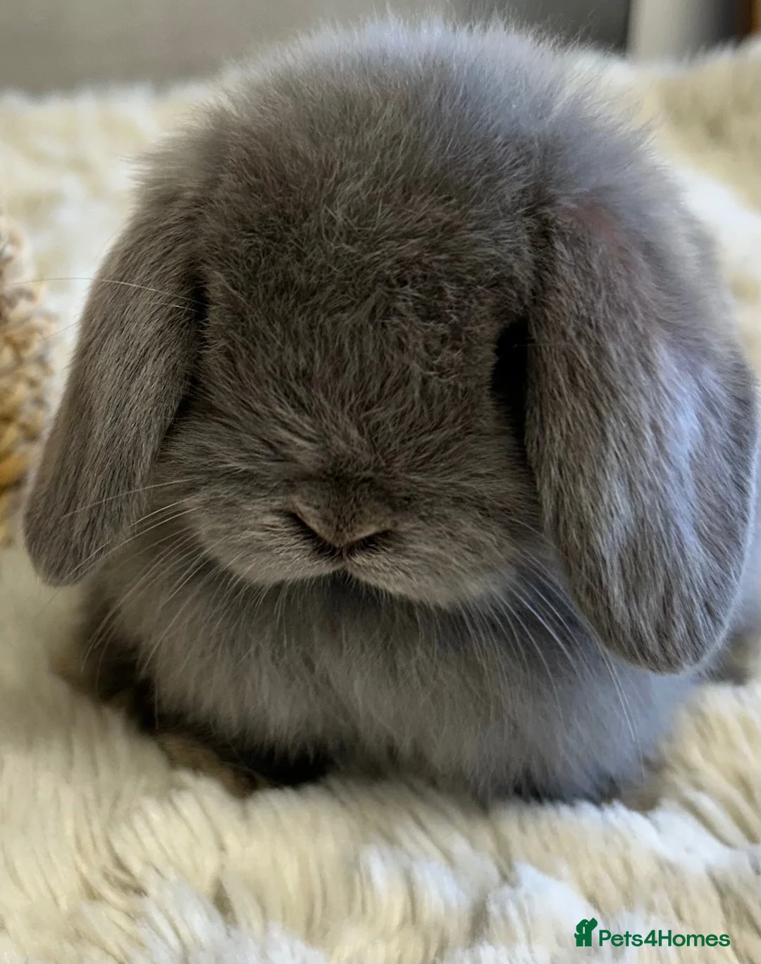 Mini Lop rabbits for sale: Reserved Stunning Lilac Self Doe  - Advert 1