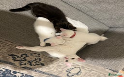 British Shorthair cats for sale: 3 beautiful kittens - Image 15