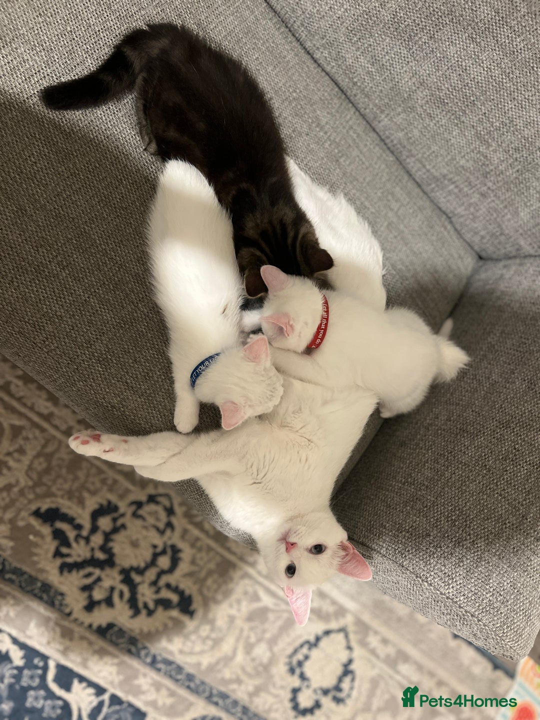 British Shorthair cats for sale: 3 beautiful kittens - Image 15