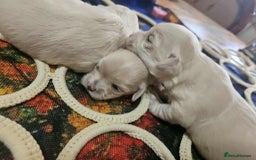 Maltese dogs for sale: 4 puppies bichons maltese - Image 23