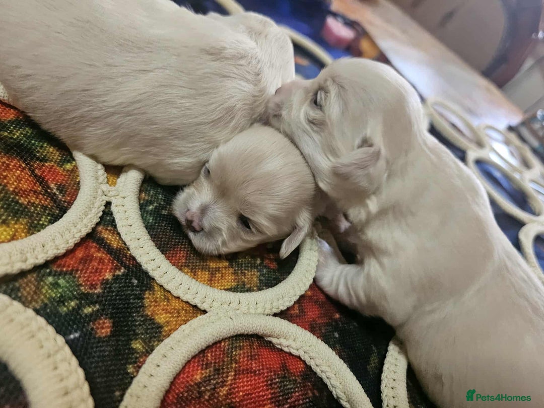 Maltese dogs for sale: 4 puppies bichons maltese - Image 23
