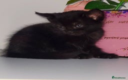 British Shorthair cats for sale: British Shorthair Kittens for sale  - Image 22