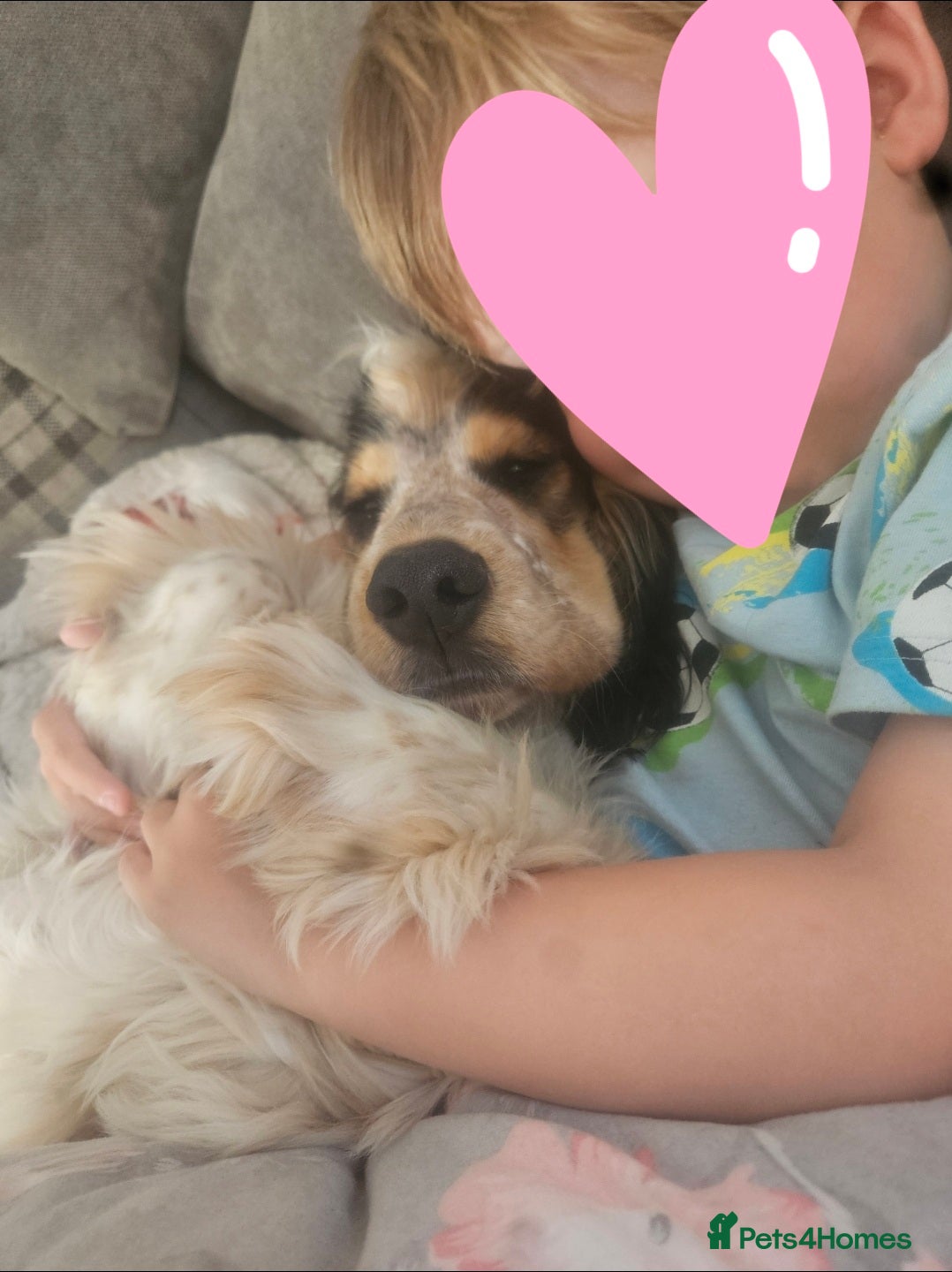 Cocker Spaniel dogs for sale: Beautiful male show cocker  - Advert 8