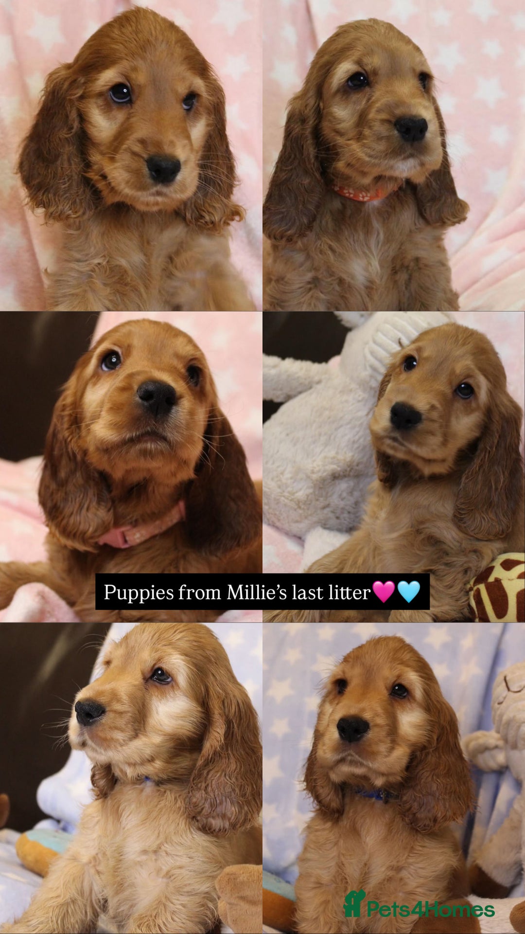 Cocker Spaniel dogs for sale: Waiting list now open🌟Villaspaniol lines - KC REG - Advert 5