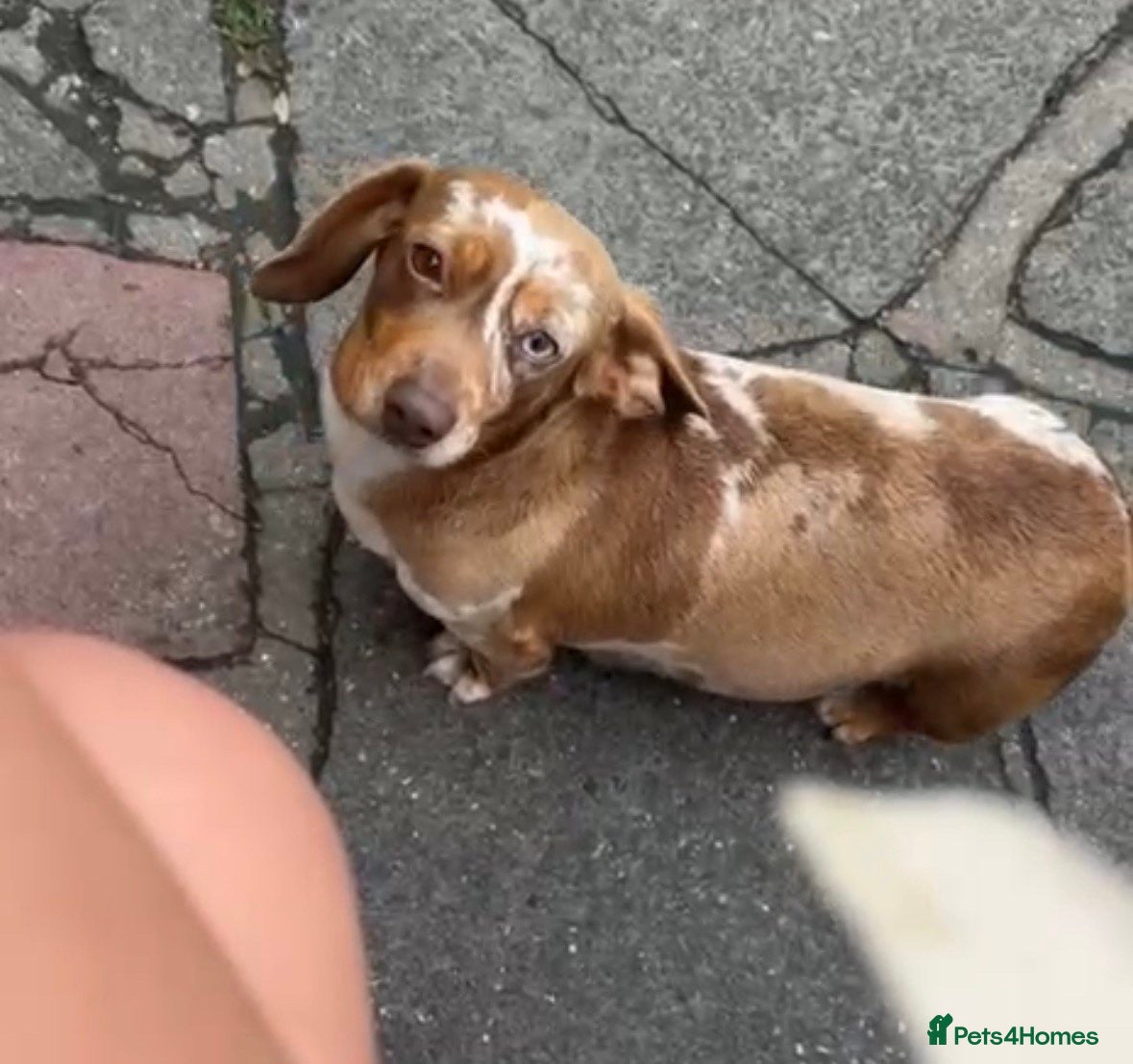 Dachshund dogs Miniature dachshund  - Advert 1