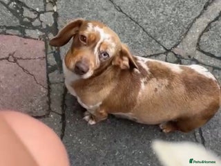 Dachshund dogs Miniature dachshund - Advert 1