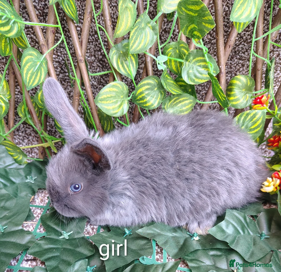 Mini Lop rabbits for sale: Mini lop babies carrying plush and 1 lion head - Advert 3