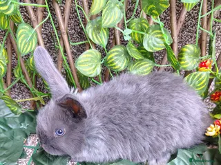 Mini Lop rabbits Mini lop babies carrying plush - Advert 3