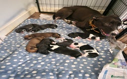 Lurcher dogs for sale: 2 lurcher pups looking for loving homes  - Image 3