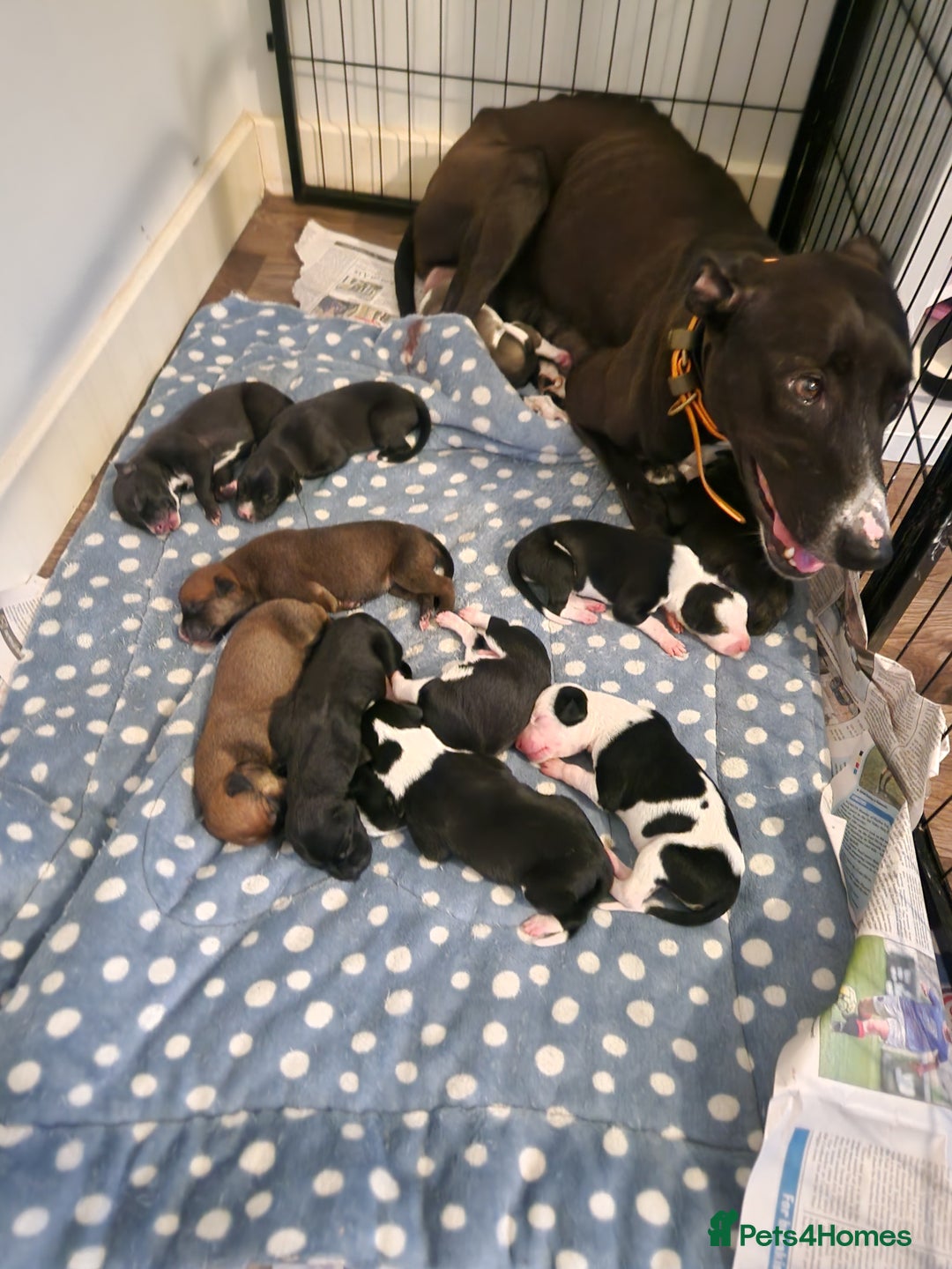 Lurcher dogs for sale: 2 lurcher pups looking for loving homes  - Image 3
