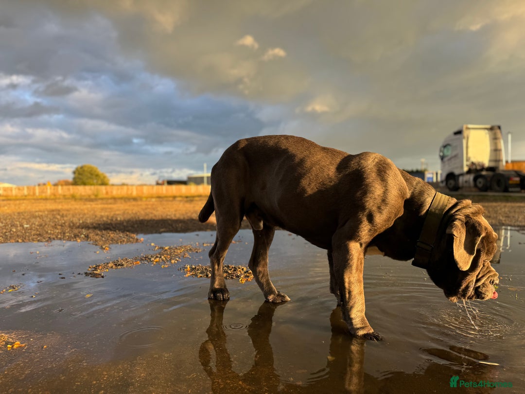 Neapolitan Mastiff dogs for sale: Neopolitan Mastiff   - Image 3