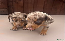 Dachshund dogs for sale: 6 beautiful dachshund puppies!!! - Image 6