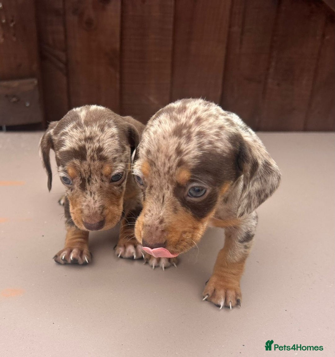 Dachshund dogs for sale: 6 beautiful dachshund puppies!!! - Image 6