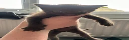 Mixed Breed cats for sale: 5 Kittens mixed breed in Dukinfield - Advert 20