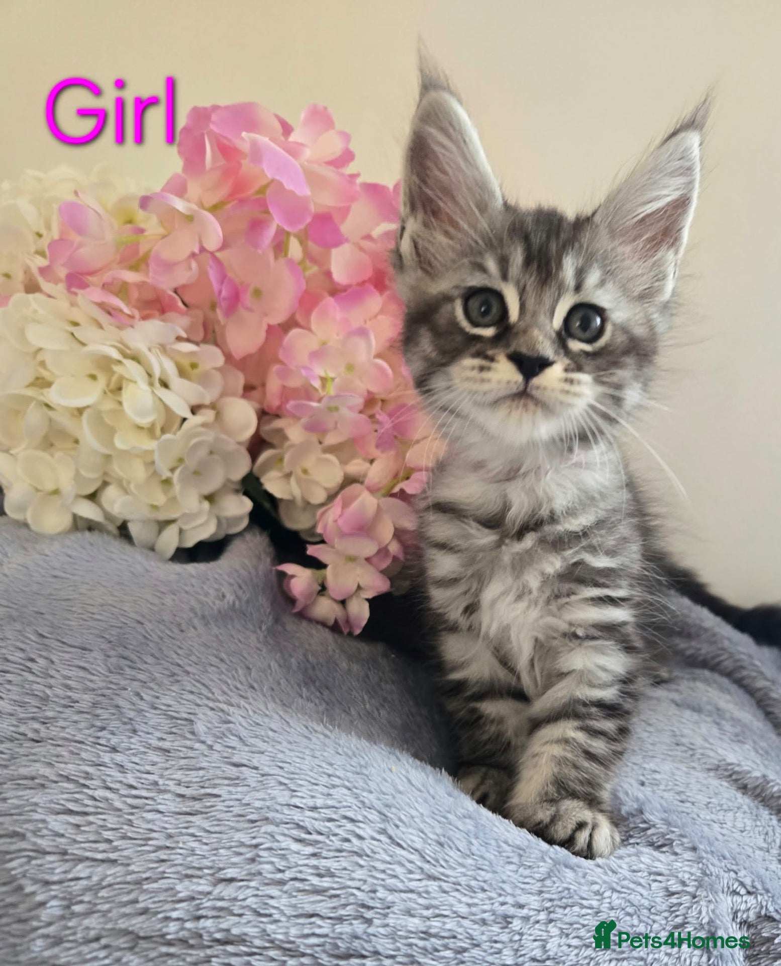 Maine Coon cats 6 TICA registered Maine Coon kittens. - Advert 2